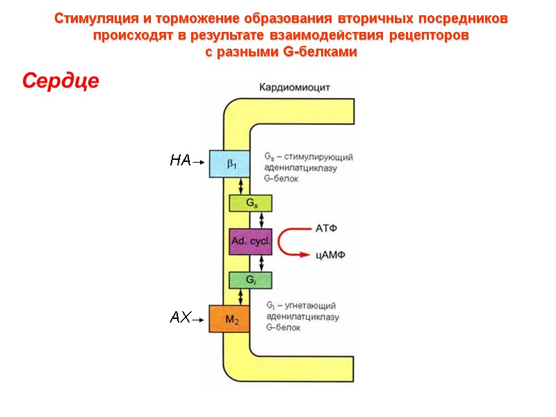 Стимуляция и торможение образования вторичных посредников  происходят в результате взаимодействия рецепторов  с
